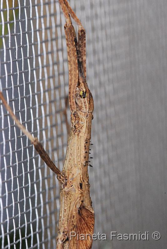 Pseudophasma acanthonota SubA 01.JPG